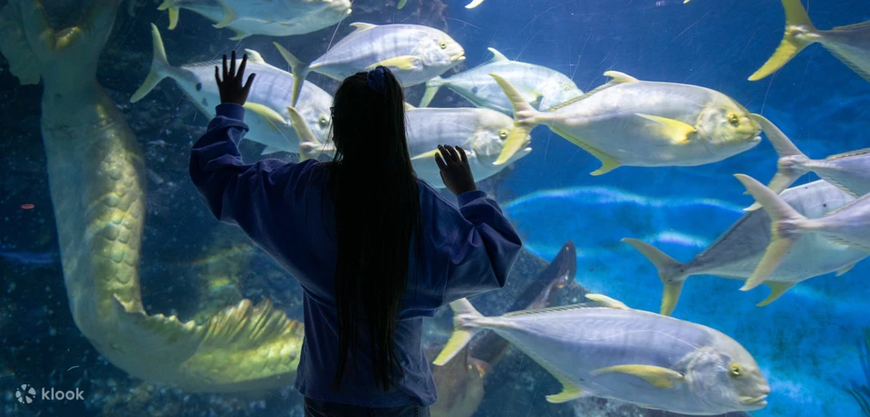Aquarium - Melbourne Australia 澳大利亚墨尔本水族馆 | 游小报 Go Travel Video