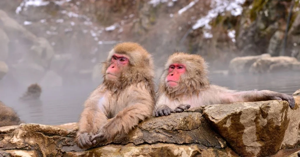 Kyoto hot spring hotels