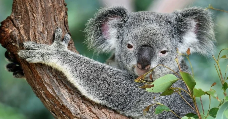 best hotel in Adelaide